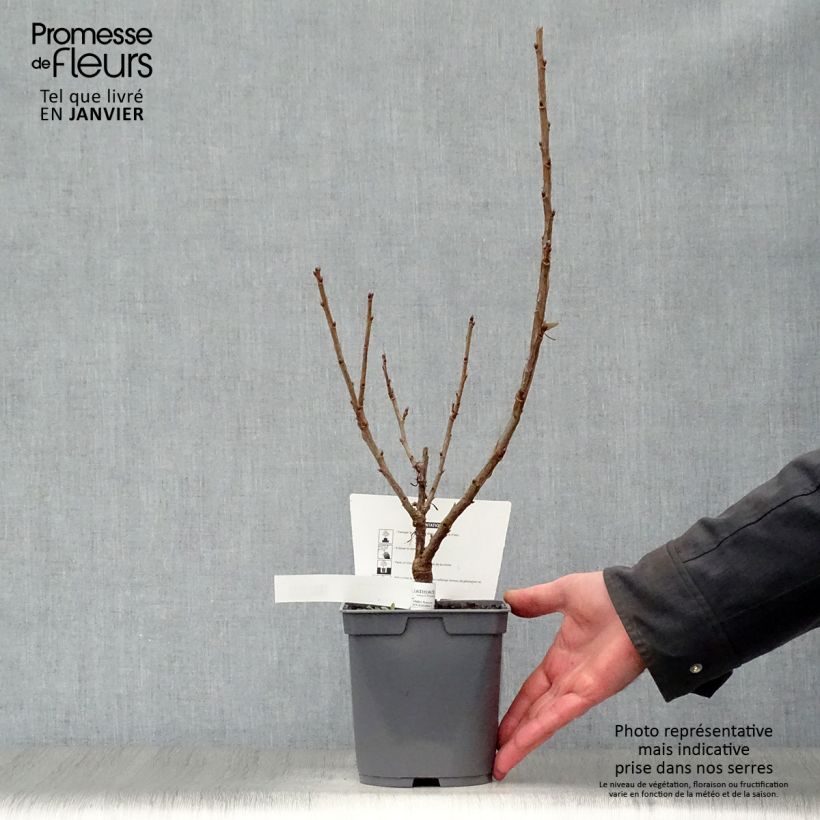 Amostra de Groseillier à grappes Rovada Vaso de 1,5 L/2 L, Arbusto tal como entregue no inverno