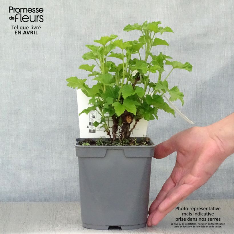 Amostra de Groselheira-vermelha Rovada - Ribes rubrum Vaso de 1,5 L/2 L, Arbusto tal como entregue na primavera