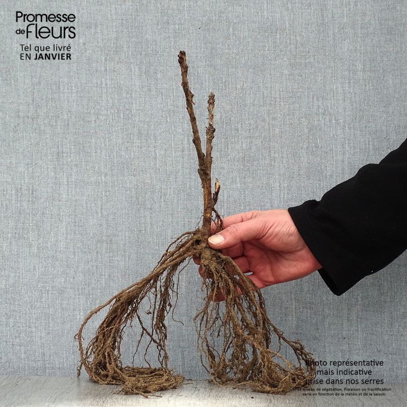 Amostra de Groseillier à grappes Rovada Raízes nuas tal como entregue no inverno