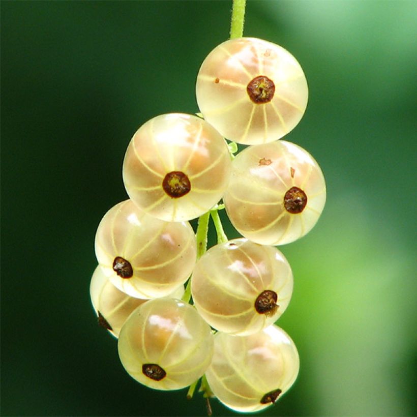 Groselheira Versalhesa Branca - Ribes rubrum (Colheita)