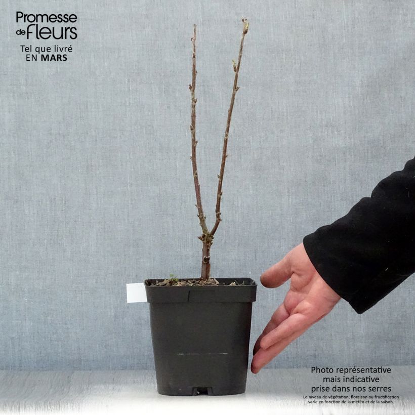 Amostra de Groselheira Versalhesa Branca - Ribes rubrum Vaso de 2 L/3 L tal como entregue na primavera