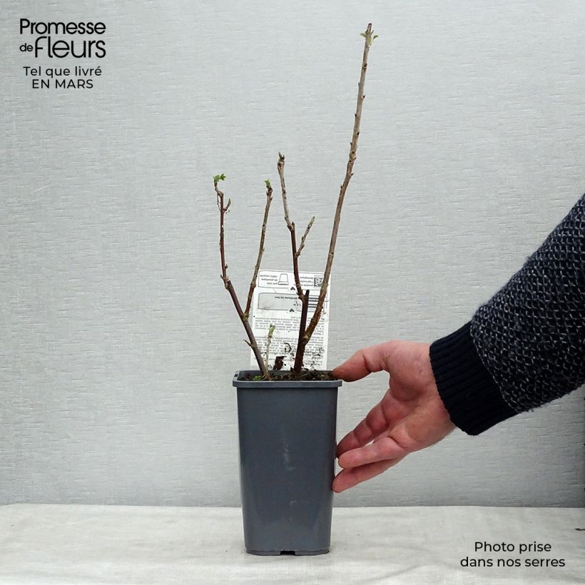 Amostra de Groseillier à grappes blanches Blanka Bio Vaso de 1,5 L/2 L, Arbusto tal como entregue no inverno