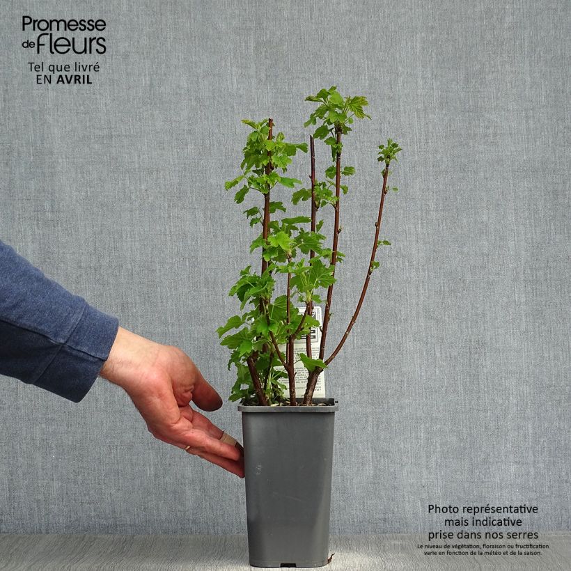 Amostra de Groselheira-vermelha Blanka Bio - Ribes rubrum Vaso de 1,5 L/2 L, Arbusto tal como entregue na primavera