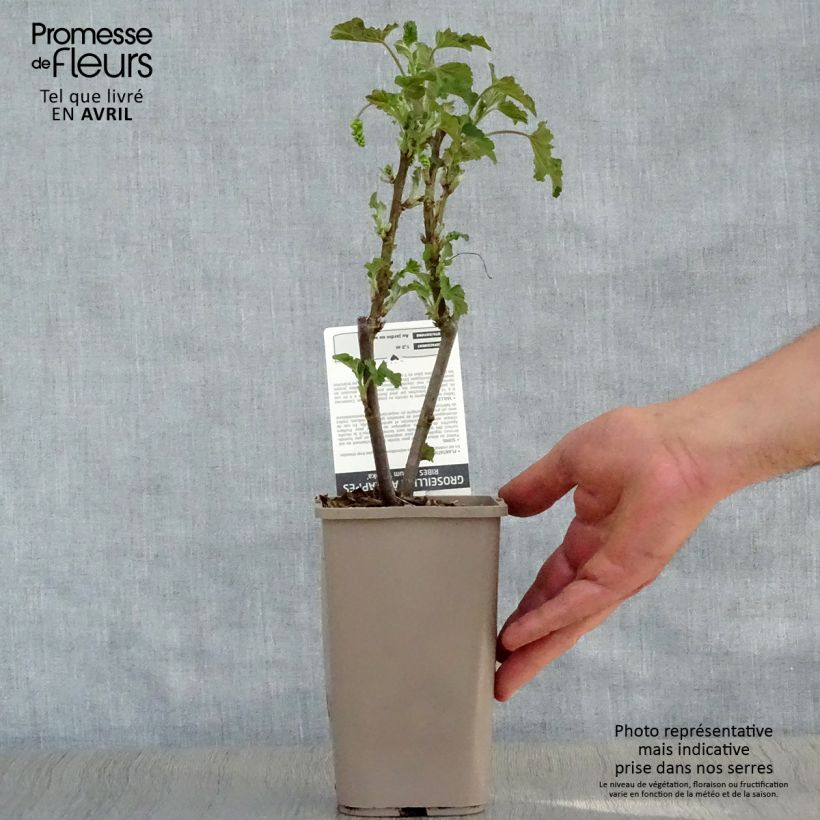 Amostra de Groselheira-vermelha Blanka - Ribes rubrum Vaso de 1 L/1,5 L, Arbusto tal como entregue na primavera