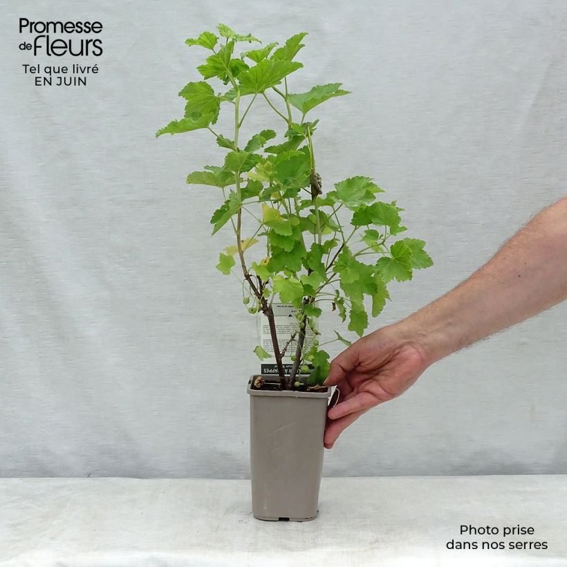 Amostra de Groselheira-vermelha Blanka - Ribes rubrum Vaso de 1 L/1,5 L, Arbusto tal como entregue no verão