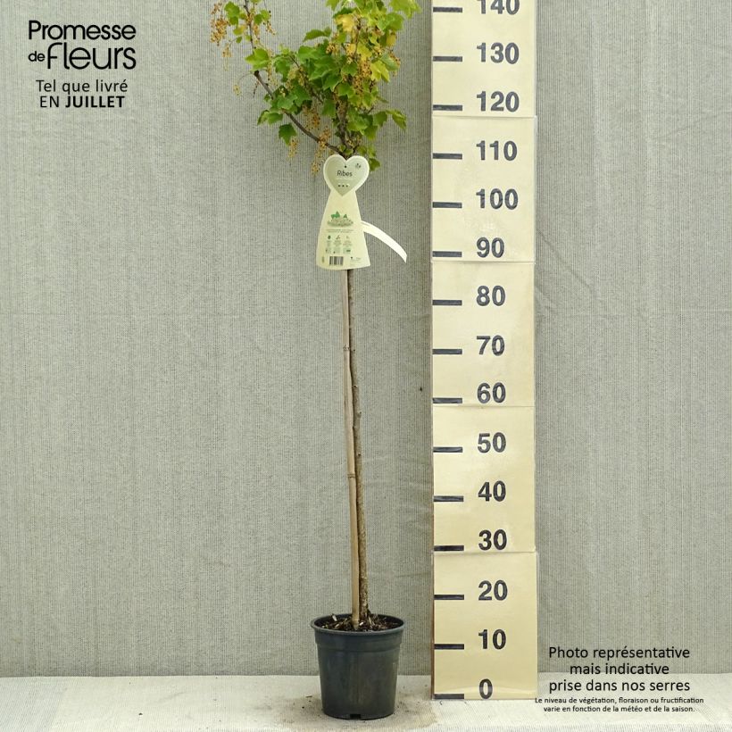 Amostra de Groselheira-branca Werdavia - Ribes rubrum Vaso de 2 L/3 L, Arbusto tal como entregue no verão