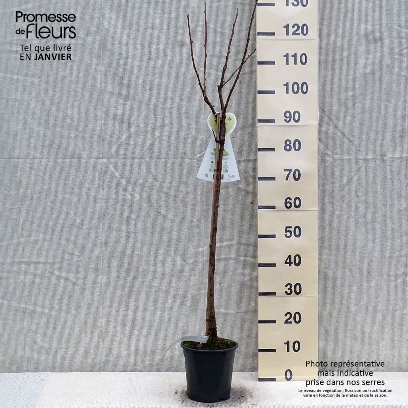 Amostra de Groseillier à grappes blanches Werdavia - Ribes rubrum Vaso de 2 L/3 L, Arbusto tal como entregue no inverno