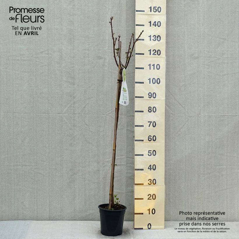 Amostra de Groselheira-branca Werdavia - Ribes rubrum Vaso de 2 L/3 L, Arbusto tal como entregue na primavera