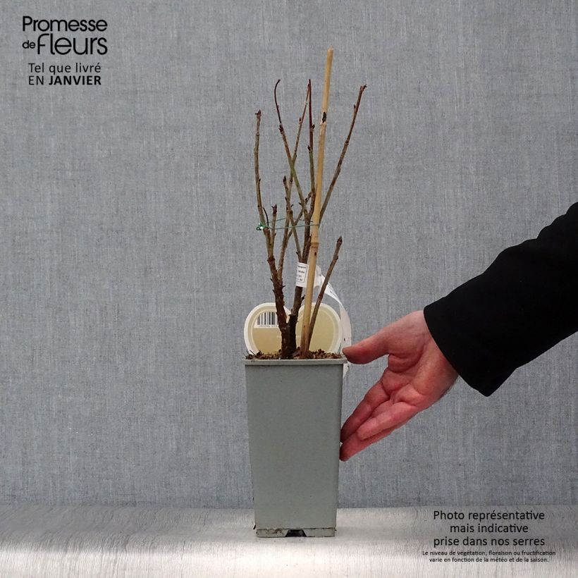 Amostra de Groseillier à grappes blanches Witte Parel ou White Pearl - Ribes rubrum Vaso de 1,5 L/2 L, Arbusto tal como entregue no inverno