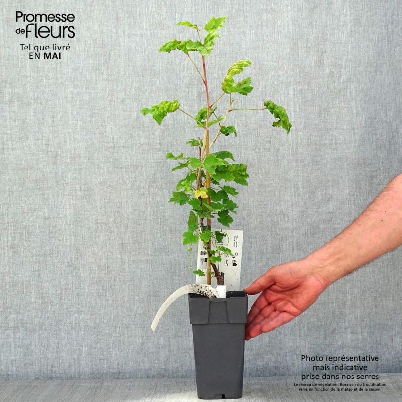 Amostra de Groselheira-branca Witte Parel - Ribes rubrum Vaso de 1,5 L/2 L, Arbusto tal como entregue na primavera