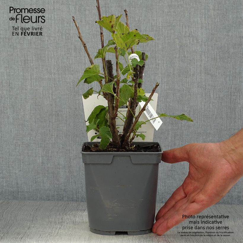 Amostra de Groselheira-vermelha Delbard Giganta - Ribes rubrum Vaso de 2 L/3 L tal como entregue no outono