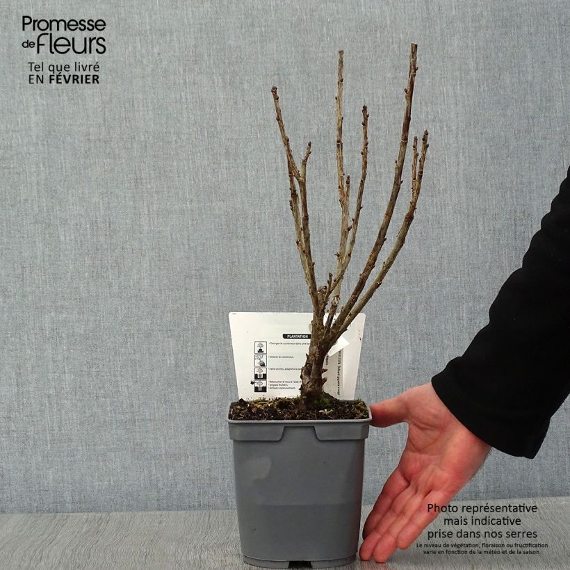 Amostra de Groseillier à grappes rouges Delbard Giganta - Ribes rubrum Vaso de 2 L/3 L tal como entregue no inverno