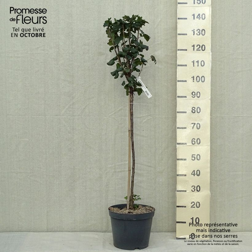 Amostra de Groselheira-vermelha Delbard Giganta - Ribes rubrum Vaso de 7,5 L/10 L, 1/4 de haste tal como entregue no outono