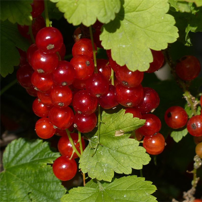Groselheira-vermelha Junifer - Ribes rubrum (Colheita)