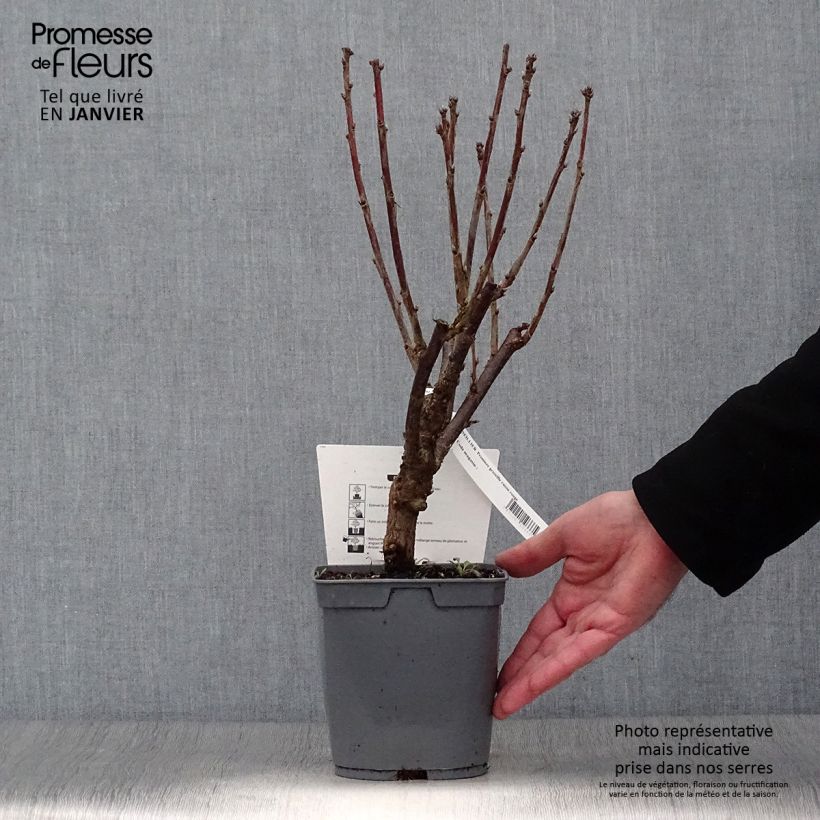 Amostra de Groseillier à grappes rouges Premiere Groseille Raisin Deltir Vaso de 2 L/3 L tal como entregue no inverno