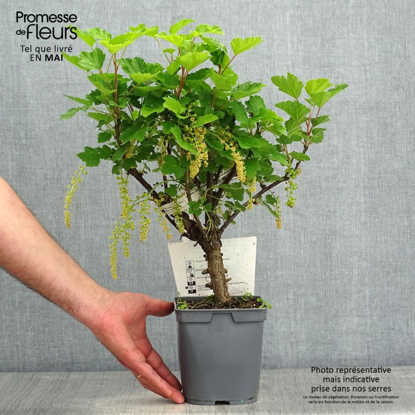 Amostra de Groselheira-vermelha Premiere Groseille Raisin Deltir - Ribes rubrum Vaso de 2 L/3 L tal como entregue na primavera