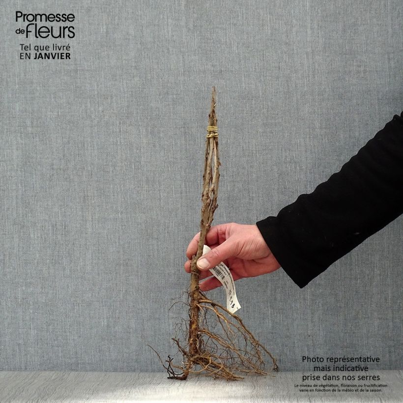 Amostra de Groseillier à grappes rouges Premiere Groseille Raisin Deltir Raízes nuas, Arbusto tal como entregue no inverno