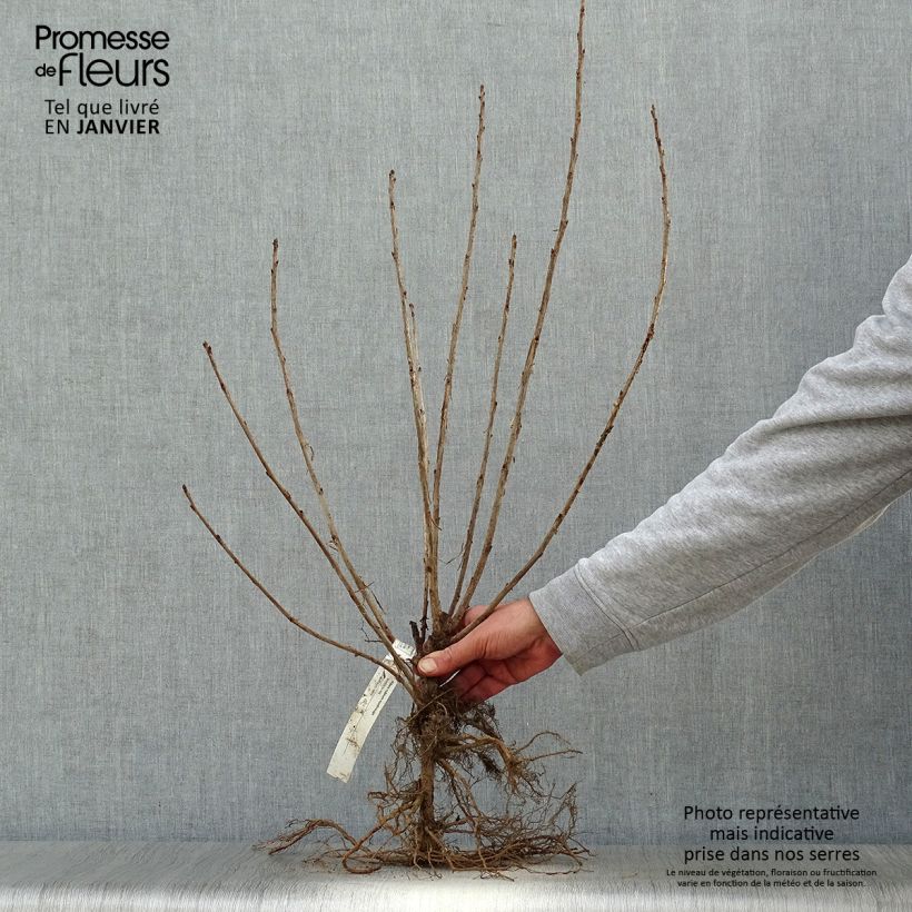 Amostra de Groseillier à grappes rouges - Ribes rubrum Petites Racines nues, Touffe tal como entregue no inverno