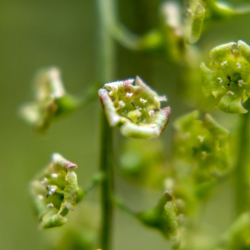Groselheira-vermelha - Ribes rubrum (Floração)