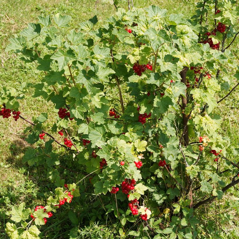 Groselheira-vermelha - Ribes rubrum (Hábito)