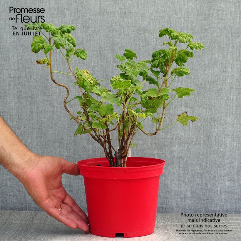 Amostra de Groselheira-vermelha Versaillaise Rouge - Ribes rubrum Vaso de 1,5 L/2 L tal como entregue no verão