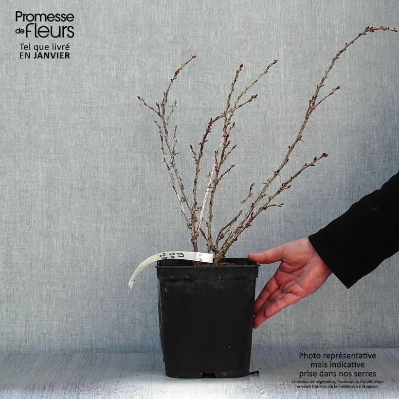 Amostra de Groseillier à maquereaux Freedonia  Vaso de 4 L/5 L tal como entregue no inverno