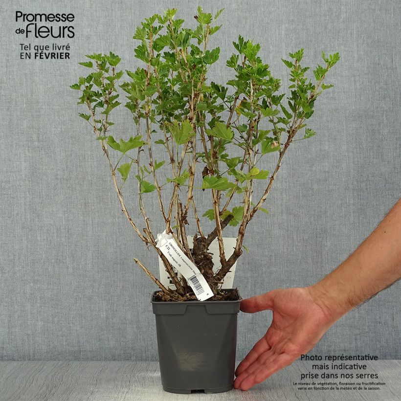 Amostra de Groselheira-espinhosa Invicta - Ribes uva-crispa Vaso de 1,5 L/2 L tal como entregue no outono