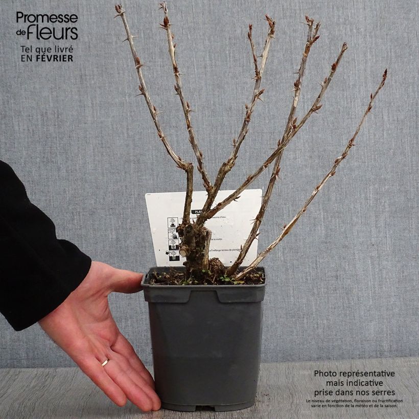 Amostra de Groseillier à maquereaux Invicta  Vaso de 1,5 L/2 L tal como entregue no inverno