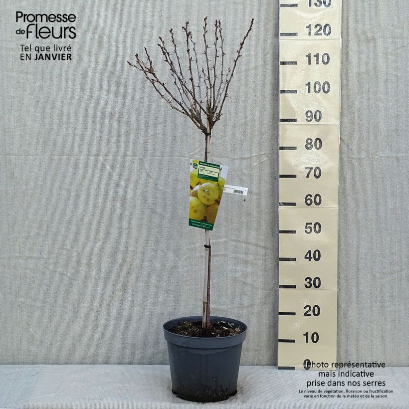 Amostra de Groseillier à maquereaux Invicta  Vaso de 7,5 L/10 L, 1/4 de haste tal como entregue no inverno