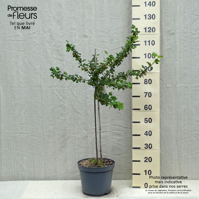 Amostra de Groselheira-espinhosa Invicta - Ribes uva-crispa Vaso de 7,5 L/10 L, 1/4 de haste tal como entregue na primavera