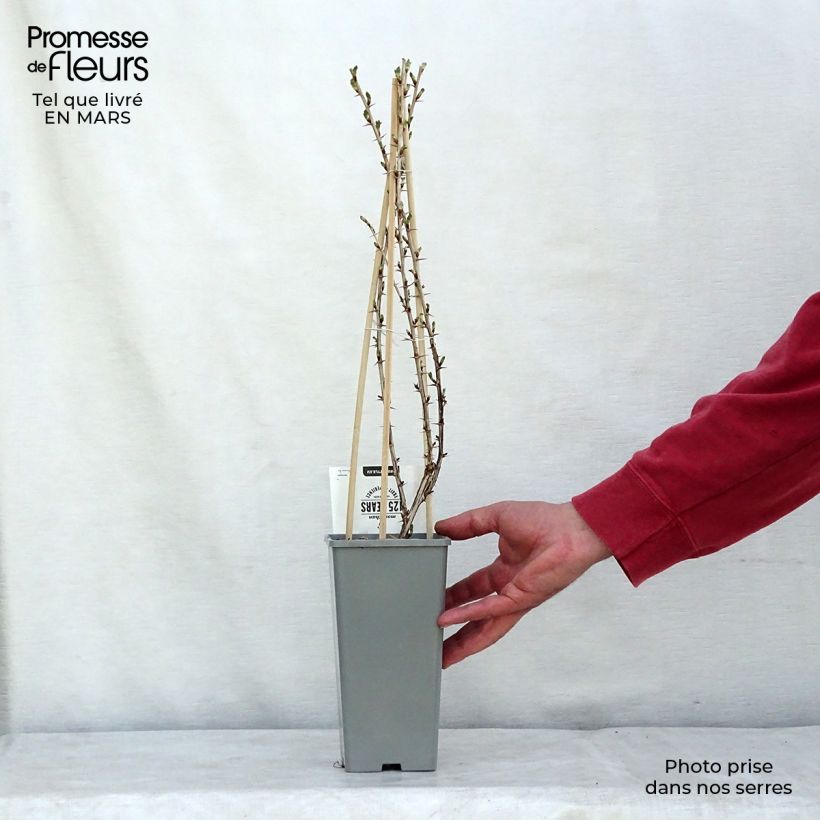 Amostra de Groselheira-espinhosa Lady Sun - Ribes uva-crispa Vaso de 1 L/1,5 L, Arbusto tal como entregue na primavera