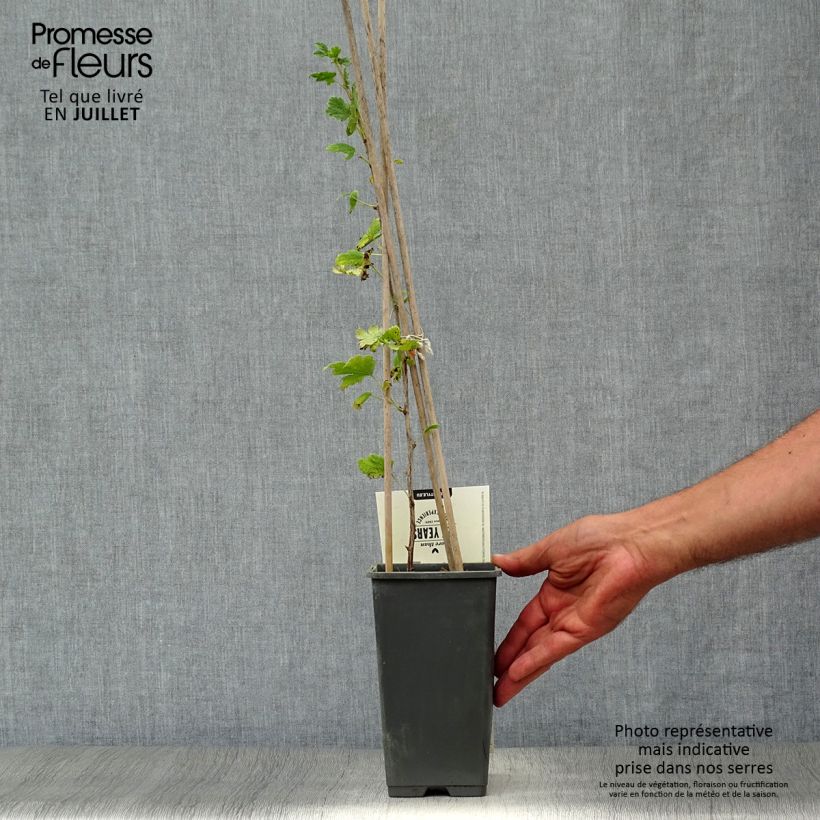 Amostra de Groselheira-espinhosa Captivator - Ribes uva-crispa Vaso de 1,5 L/2 L, Arbusto tal como entregue no verão