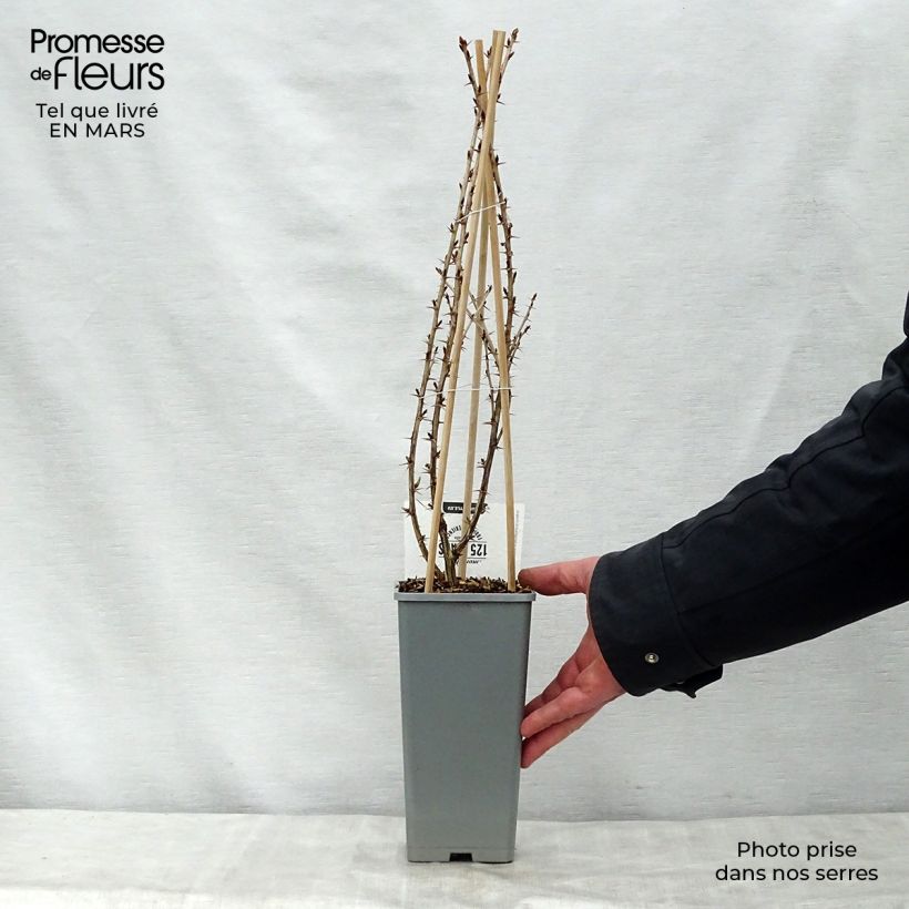 Amostra de Groselheira-espinhosa Captivator - Ribes uva-crispa Vaso de 1,5 L/2 L, Arbusto tal como entregue na primavera