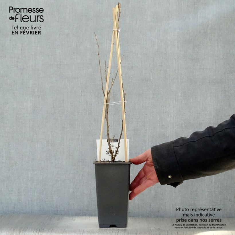 Amostra de Groseillier à maquereaux Captivator Vaso de 1,5 L/2 L, Arbusto tal como entregue no inverno