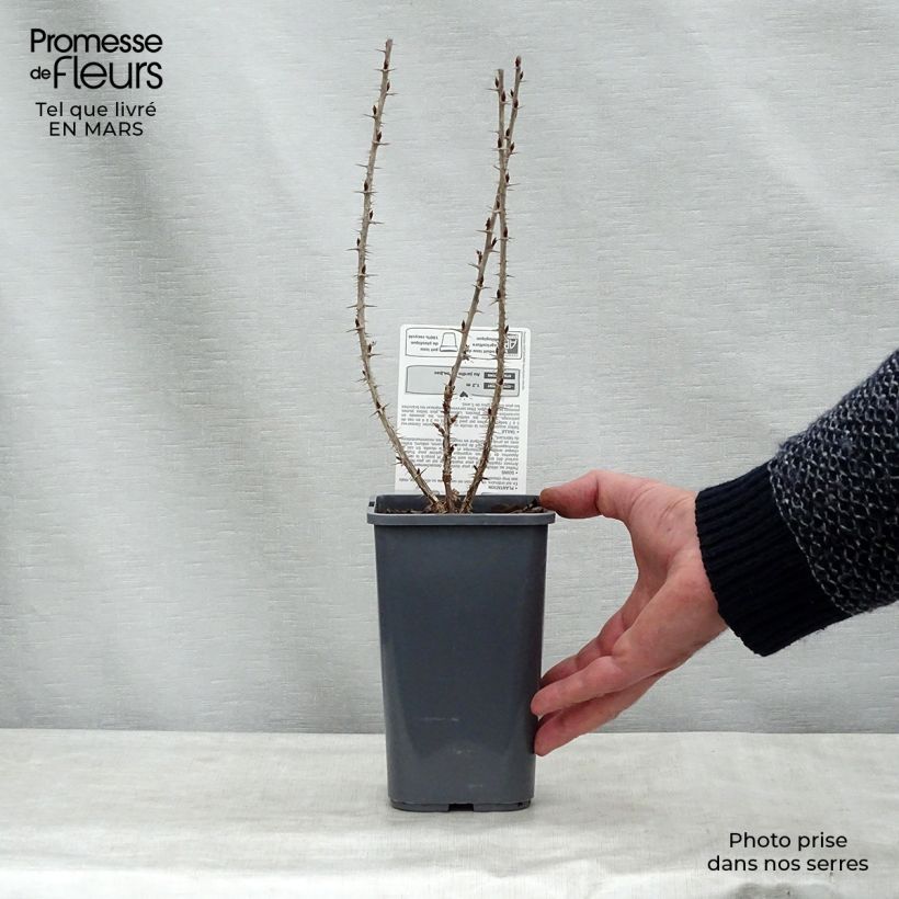 Amostra de Groseillier à maquereaux Hinnonmaki rouge Bio Pot de 1,5L/2L, Buisson tal como entregue no inverno