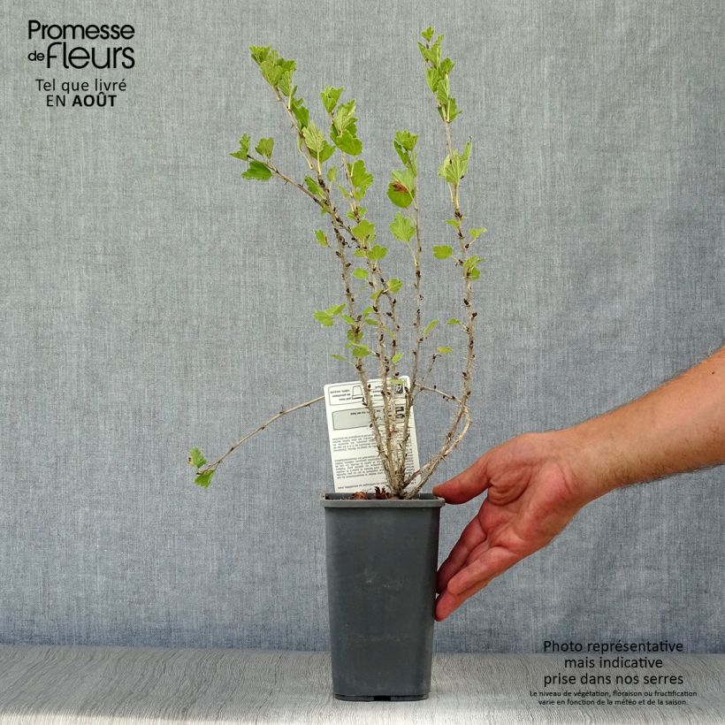 Amostra de Groselheira-espinhosa Hinnonmäki vermelho - Ribes uva-crispa Vaso de 1,5 L/2 L, Arbusto tal como entregue no verão