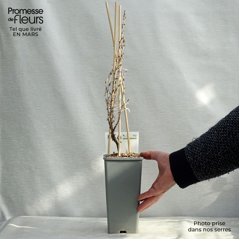 Amostra de Groseillier à maquereaux Hinnonmaki rouge Vaso de 1,5 L/2 L, Arbusto tal como entregue no inverno