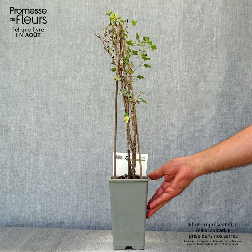 Amostra de Groselheira-espinhosa Hinnonmäki verde - Ribes uva-crispa Vaso de 1,5 L/2 L, Arbusto tal como entregue no verão