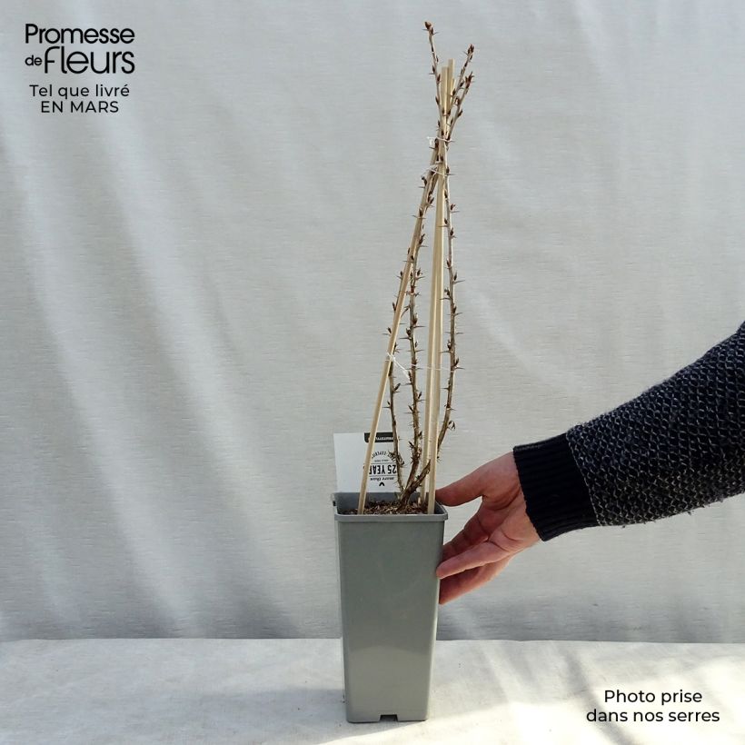 Amostra de Groselheira-espinhosa Hinnonmäki verde - Ribes uva-crispa Vaso de 1,5 L/2 L, Arbusto tal como entregue na primavera