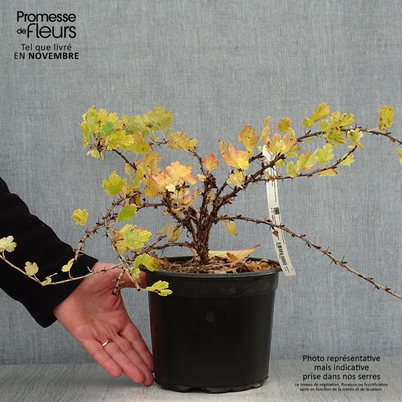Amostra de Groselheira-espinhosa Worcesterberry - Ribes uva-crispa Vaso de 2 L/3 L tal como entregue no outono