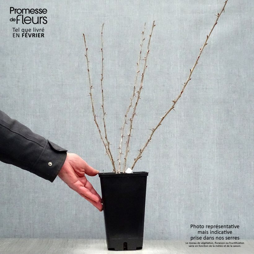 Amostra de Groseillier à maquereaux Worcesterberry Vaso de 2 L/3 L tal como entregue no inverno