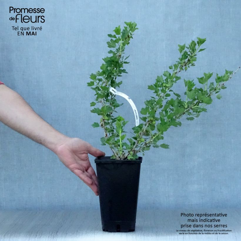 Amostra de Groselheira-espinhosa Worcesterberry - Ribes uva-crispa Vaso de 2 L/3 L tal como entregue na primavera