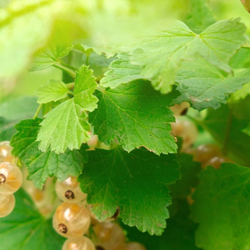 Groselheira-branca Witte Parel - Ribes rubrum (Folhagem)