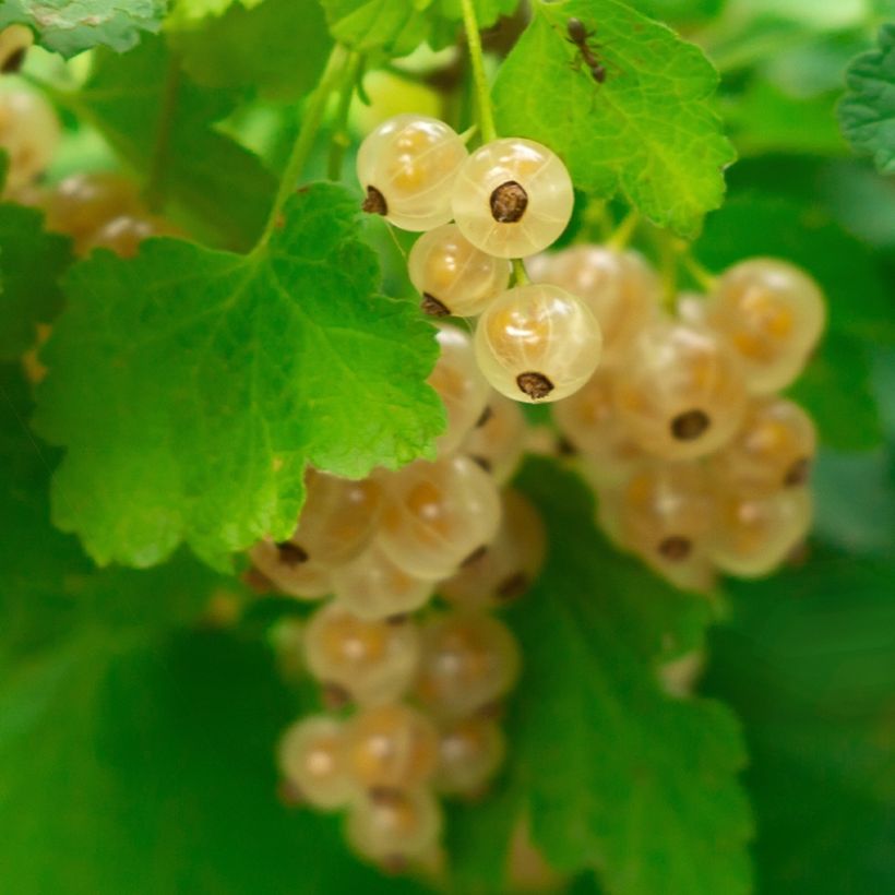 Groselheira-branca Witte Parel - Ribes rubrum (Colheita)