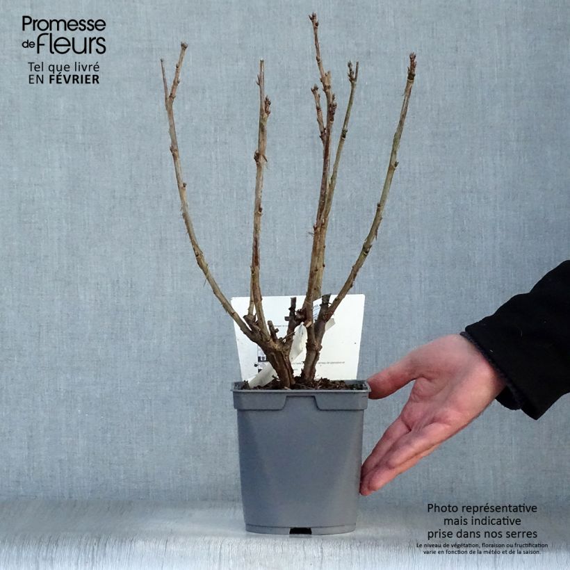 Amostra de Groseillier raisin Agate Rouge - Georges Delbard Vaso de 2 L/3 L, Arbusto tal como entregue no inverno