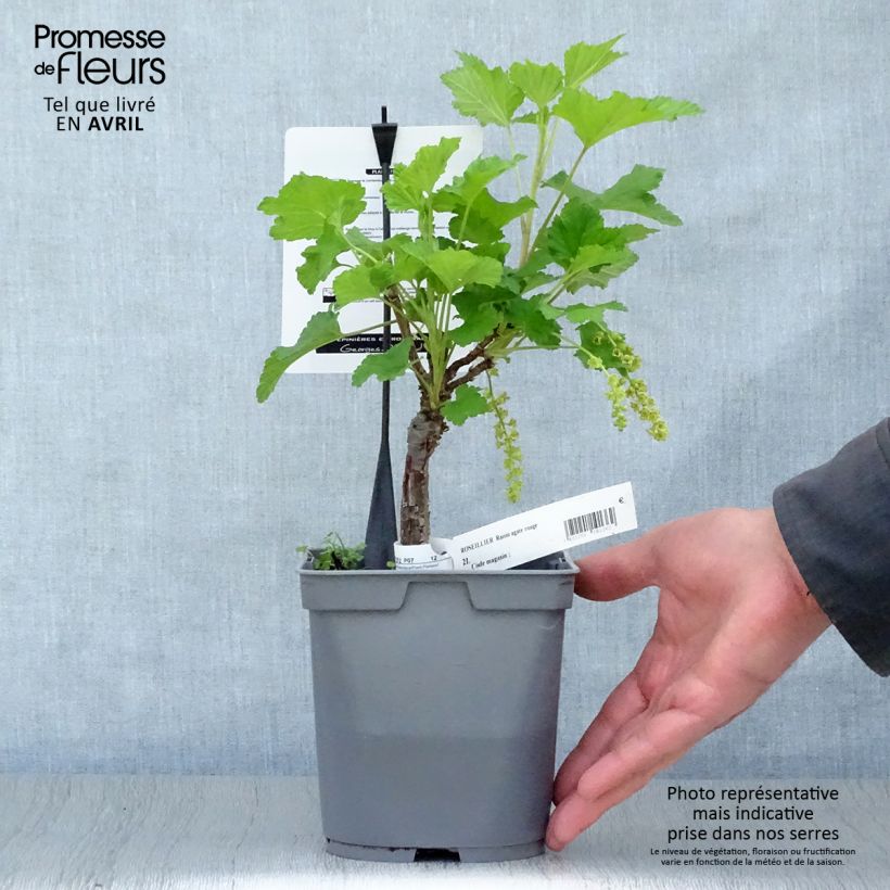 Amostra de Groselheira-vermelha Agate Rouge® Georges Delbard - Ribes rubrum Vaso de 2 L/3 L, Arbusto tal como entregue na primavera