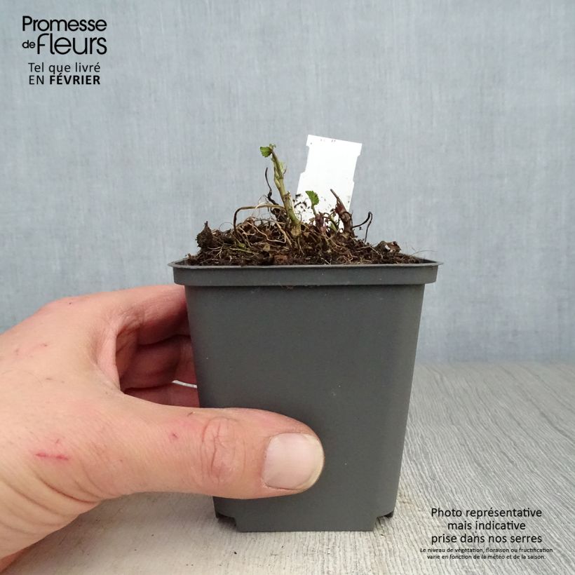 Amostra de Guimauve officinale - Althaea officinalis Vaso de 8/9 cm tal como entregue no inverno