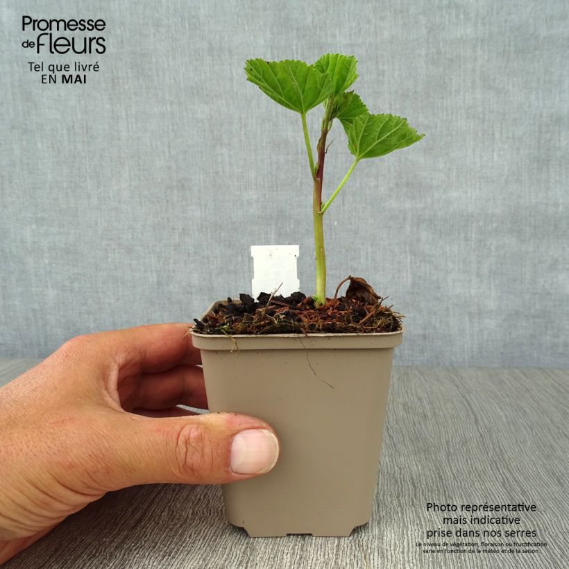 Amostra de Althaea officinalis Vaso de 8/9 cm tal como entregue na primavera