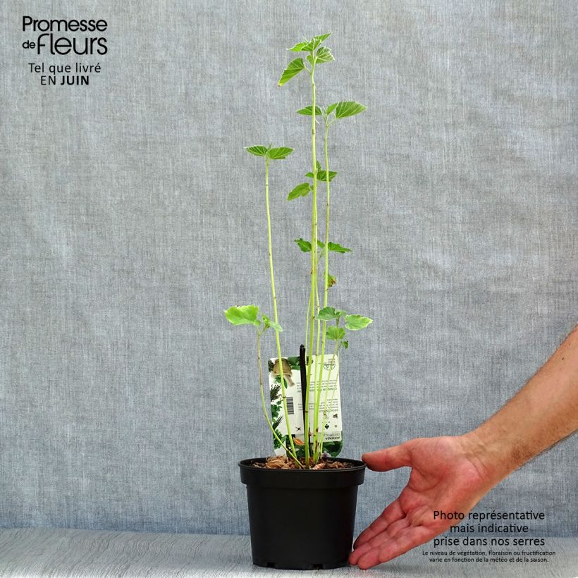 Amostra de Althaea officinalis Vaso de 1,5 L/2 L tal como entregue no verão