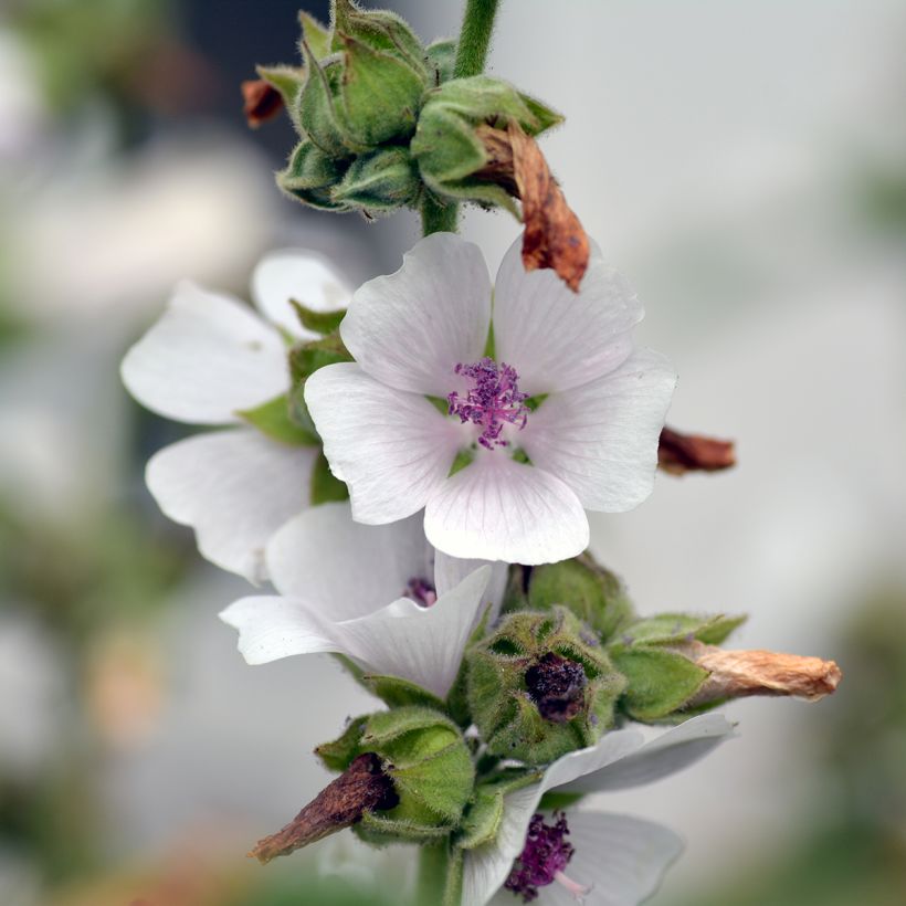 Althaea officinalis (Floração)